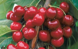 Tự trồng cherry tại nhà ăn cả năm không hết với bí quyết đơn giản