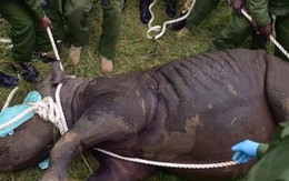 Chính quyền Kenya chuyển nhà cho 11 chú tê giác quý: 10 con chết, 1 con bị sư tử vồ nhưng may là vẫn sống