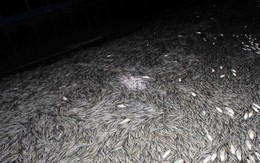 An Giang: Cá nuôi trong bồn cao su chết hàng loạt