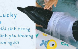 Ba ngày kỳ diệu của Lucky - Em bé cá heo bị thương trôi dạt vào bờ biển và "hồi sinh" nhờ những người tử tế