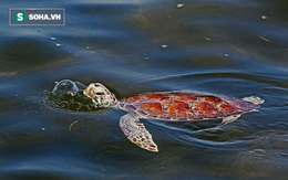 Tìm ra nguyên nhân khiến gần 300 con rùa biển chết tại bờ biển Florida?