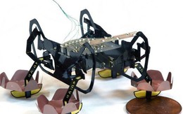 Harvard phát triển thành công robot đổ bộ siêu nhỏ có thể bơi lội, đi bộ dưới nước và lên bờ thành thạo
