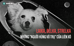 Sứ mệnh có 1-0-2 của 3 chú chó "phi hành gia" Liên Xô: Laika chết khi tròn 3 tuổi