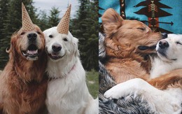 Câu chuyện cảm động của 2 chú chó lúc nào cũng dính lấy nhau như hình với bóng, sở hữu gần 500 nghìn lượt follow trên Instagram