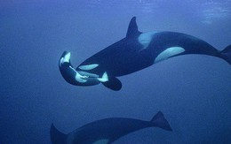 Bà mẹ cá voi sát thủ cuối cùng đã chịu buông bỏ xác con sau 17 ngày lênh đênh trên đại dương