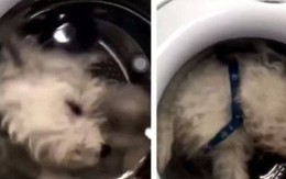 Sự thật sau video cô gái thả chó cưng vào máy giặt để tăng người theo dõi Instagram