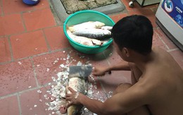 Đầu tư bể sục để có cá sạch ăn lâu dài, ai ngờ chồng lẩn thẩn khiến mâm cơm rặt cá chỉ sau một đêm