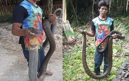 24h qua ảnh: Người dân bắt được rắn hổ mang khổng lồ ở Thái Lan