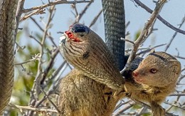 Cầy Mangut cắn nát đầu, ăn tươi nuốt sống loài rắn kịch độc ngay trên cây
