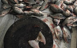 Nàng Tấm phiên bản 2018: Đang ốm lả người vẫn bị mẹ chồng bắt lọc mấy chục cân cá rô phi mới được nghỉ