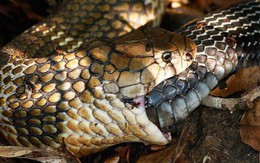 "Tự sát" bằng cách ăn chính mình - bí ẩn kinh dị ở loài rắn đã có lời giải