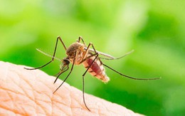 Sắc lệnh cấm ... muỗi