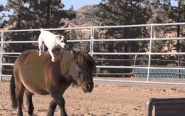 Chuyện lạ: Chú chó có biệt tài cưỡi ngựa không cần dây cương, điều khiển ngựa giỏi như con người