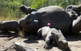 Khoảng khắc thương tâm của bé tê giác không rời xác mẹ nửa bước sau khi bị thợ săn tấn công