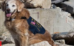 17 năm sau vụ khủng bố 11/9, thế giới vẫn không quên những chú chó cứu hộ anh hùng