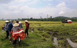 Giang hồ bảo kê máy gặt, nông dân khốn khổ