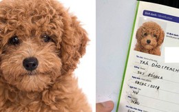 Làm giấy khai sinh cho chó: Hóa ra chuyện không "lạ" như bạn tưởng