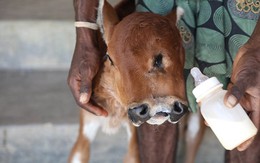 Con bê kỳ lạ, vừa sinh ra đã có hai đầu, ba mắt ở Ấn Độ