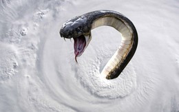 Mỹ: Siêu bão Florence có thể khiến rắn từ đầm lầy văng tới các con phố
