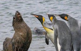 Cười té ghế với 20 khoảnh khắc hài hước của động vật hoang dã tại Comedy Wildlife Photography Awards 2018