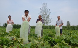 24h qua ảnh: Nông dân Trung Quốc thu hoạch bí khổng lồ