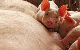 Trung Quốc: Đau đầu vì "siêu virus" trên lợn, nguy cơ đại dịch mới hoành hành Đông Nam Á