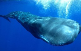Những loài động vật có vú lặn sâu nhất thế giới