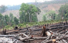 Khởi tố Trưởng phòng Nông nghiệp liên quan vụ phá rừng