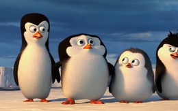 Cận cảnh cuộc cuộc sống siêu ngớ ngẩn của bè lũ chim cánh cụt trên mảnh đất Nam Cực lạnh giá