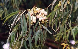 Nghi cây 'đẻ' ra vàng, công ty ở Australia mang lá về phân tích