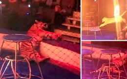 Hổ cái ngã quỵ trong rạp xiếc ở Nga, bị người huấn luyện túm đuôi kéo đi vì lý do ai nghe xong cũng bất ngờ