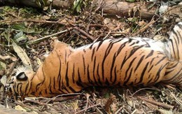 Một trong những con hổ hiếm nhất thế giới đã thiệt mạng, nhưng đó là hậu quả của nghịch lý mà con người chưa thể giải quyết