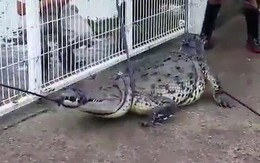 Sau mưa bão, cá sấu lẻn vào thành phố khiến cư dân hãi hùng