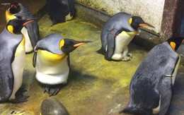 Đan Mạch: Đôi chim cánh cụt đồng tính rủ nhau bắt cóc chim non về nuôi