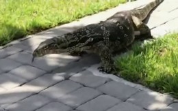 Video: Thằn lằn khổng lồ, to như cá sấu làm náo loạn thị trấn ở Mỹ