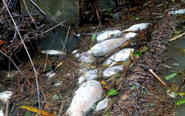 Quảng Ngãi: Xuất hiện cá chết hàng loạt trên sông Bàu Giang