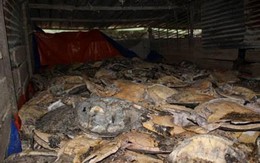 Nha Trang: Mở lại phiên toà xét xử vụ buôn bán rùa biển lớn nhất trong lịch sử