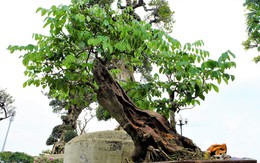 1,4 tỷ đồng chậu sưa đỏ bonsai ở Hà Nội