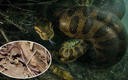 Rắn khổng lồ thì quá quen rồi nhưng loài rắn bé nhất Trái đất thì bạn biết chưa?