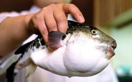 Dân Nhật lo sợ vì cá cực độc lọt ra siêu thị