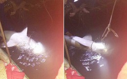 Clip: Ngư dân An Giang bắt được cá mập nặng 29kg, rao bán 500.000 đồng/kg