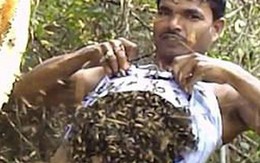 Người đàn ông bốc hàng trăm con ong nhét vào trong áo để thu mật, tự tin tuyên bố miễn nhiễm với nọc ong