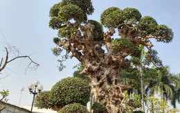 Choáng ngợp với cây duối "tình mẫu tử" hét giá 15 tỷ tại hội chợ Tết ở Hà Nội