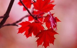 Cây phong lá đỏ “hot hit” mấy ngày nay nhưng bạn có thực sự biết về loại cây này?
