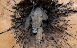 Điều gì khiến chú chó săn mắc kẹt trong thân cây 60 năm vẫn nguyên vẹn, không hề phân hủy 1 chút nào