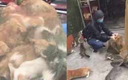 Người phụ nữ chi gần 20 triệu đồng cứu 130 chú mèo ra khỏi lò mổ ở Sài Gòn