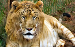 12 "hoàng tử lai" trong thế giới động vật với ngoại hình ngầu lòi và cá tính