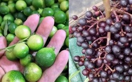 Chanh, nho rừng giá cả trăm nghìn đồng/kg vẫn đắt khách