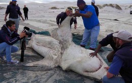 Cá mập trắng bị săn đuổi chết rục hàng loạt, nhưng thủ phạm lần này không phải con người