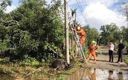 Trâu chửa lăn ra chết, lộ sự cố rò điện lưới ở con đường đông học sinh qua lại